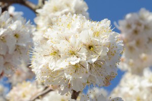 20160316　サクランボ 　セイヨウミザクラ　西洋実桜の花が満開です (2)